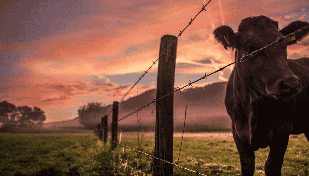 cow in pasture behind fence