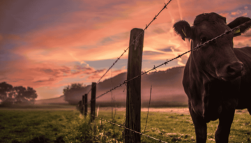 cow in pasture behind fence