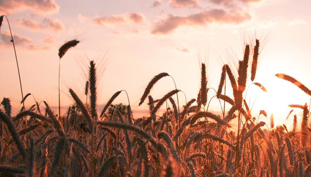 barley-sunset