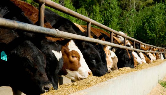 feeding-barley-grain-to-beef-cattle