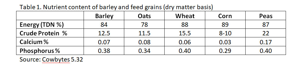 Feeding Barley Grain to Beef Cattle
