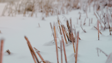 barley stubble with snow