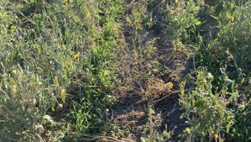 winter barley growing in canola stubble