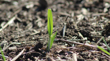 barley-disease-management-resources