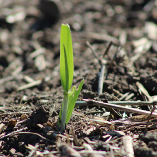 barley-disease-management-resources