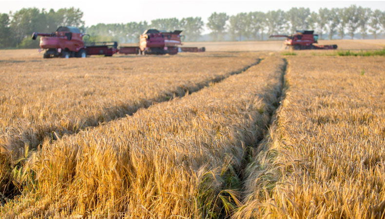 combines in a barley field