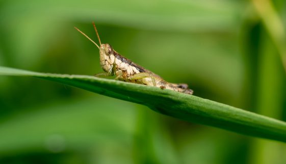 saskbarley-grasshopper-control