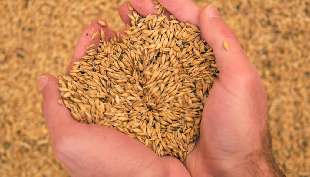 harvest-sample-program-get-a-free-assessment-of-your-grains-quality