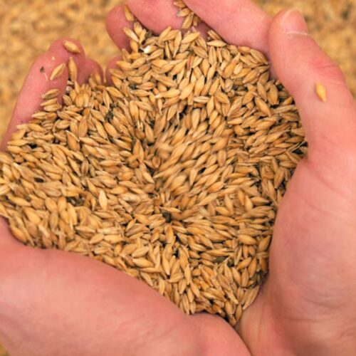 harvest-sample-program-get-a-free-assessment-of-your-grains-quality