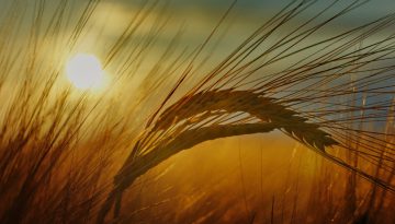 nov-2022-barley-sunset