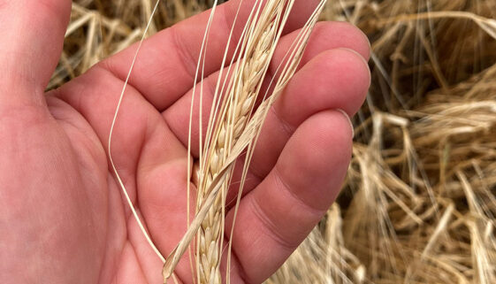 barley-head