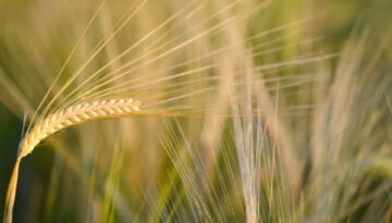 feb-23-malting-barley