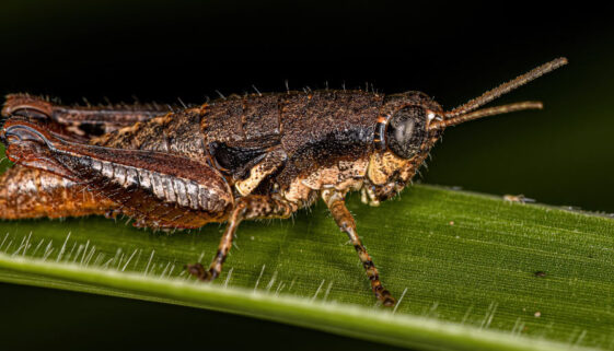 feb-23-short-horn-grass-hopper