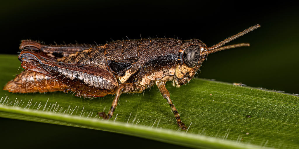 Pest Monitoring In Saskatchewan: Why It Is Important And How You Can ...