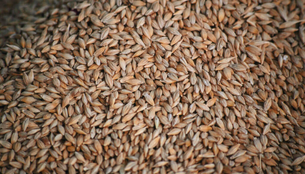 FFC SK - Barley seed