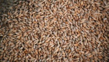 FFC SK - Barley seed