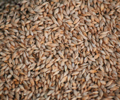 FFC SK - Barley seed