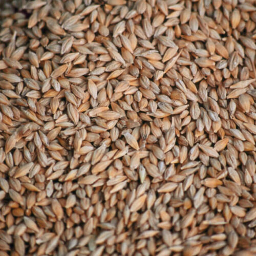 FFC SK - Barley seed FFC SK - Barley seed