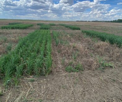 Winter Barley Seeding Establishment plants.png