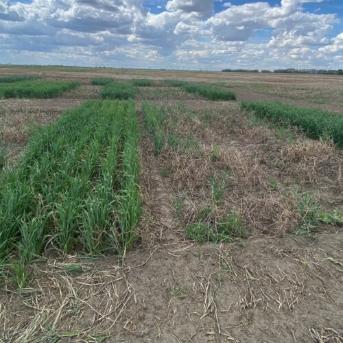 Winter Barley Seeding Establishment plants.png