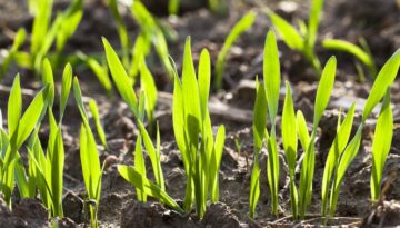 Barley - Early Growing Season