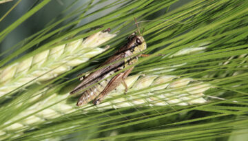 Closeup of of a grasshopper on green barely heads
