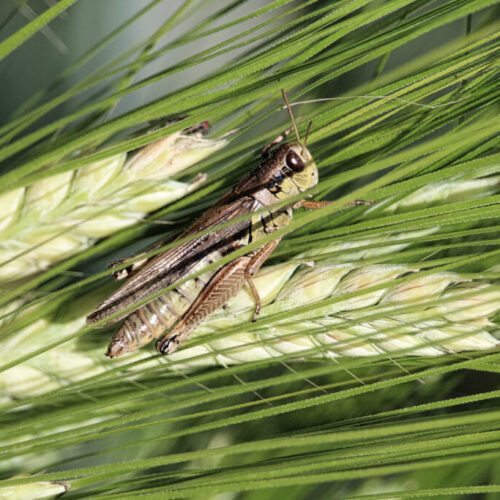 Closeup of of a grasshopper on green barely heads