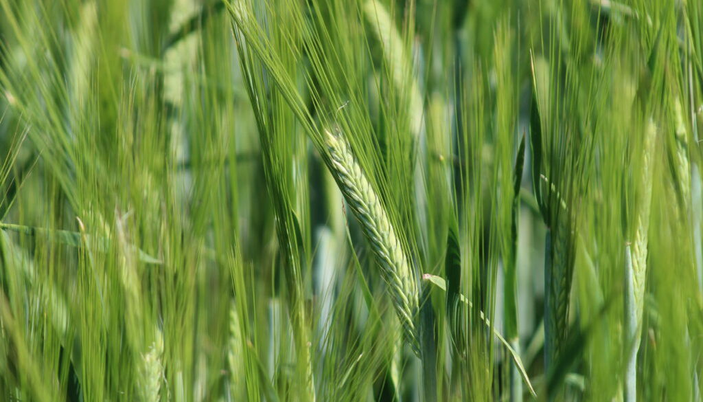 Midseason - Barley