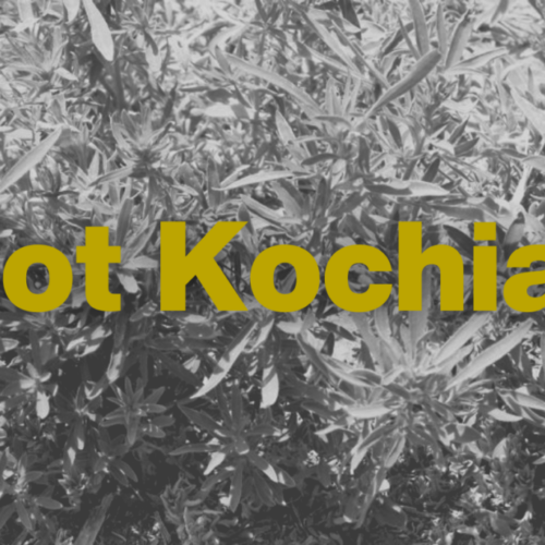 Got Kochia?