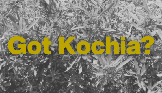 Got Kochia?