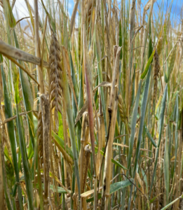 Figure 1: A barley crop displaying varying tiller maturity