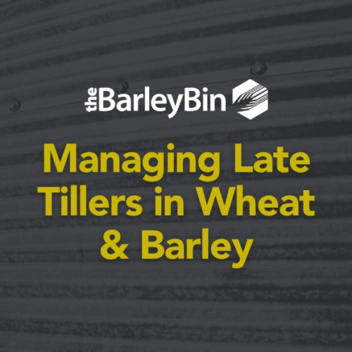 Managing Late tillers Managing Late tillers