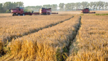 managing-late-tillers-in-wheat-and-barley
