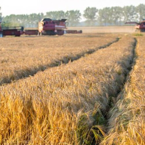 managing-late-tillers-in-wheat-and-barley