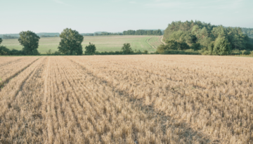 barley-stubble