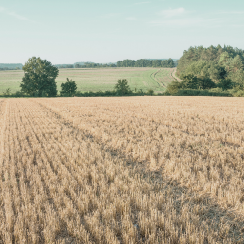 barley-stubble