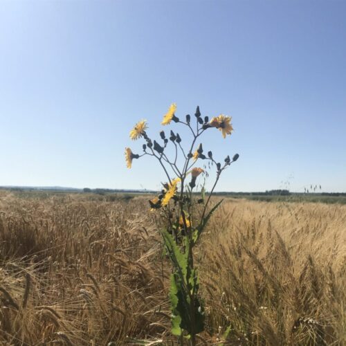 Perennial sow thistle (4)