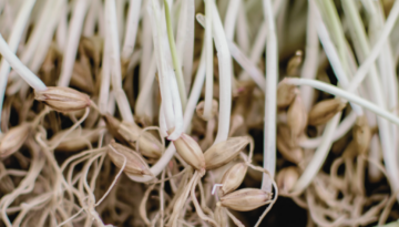 barley seed sprouting