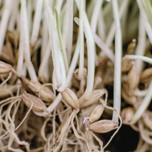 barley seed sprouting