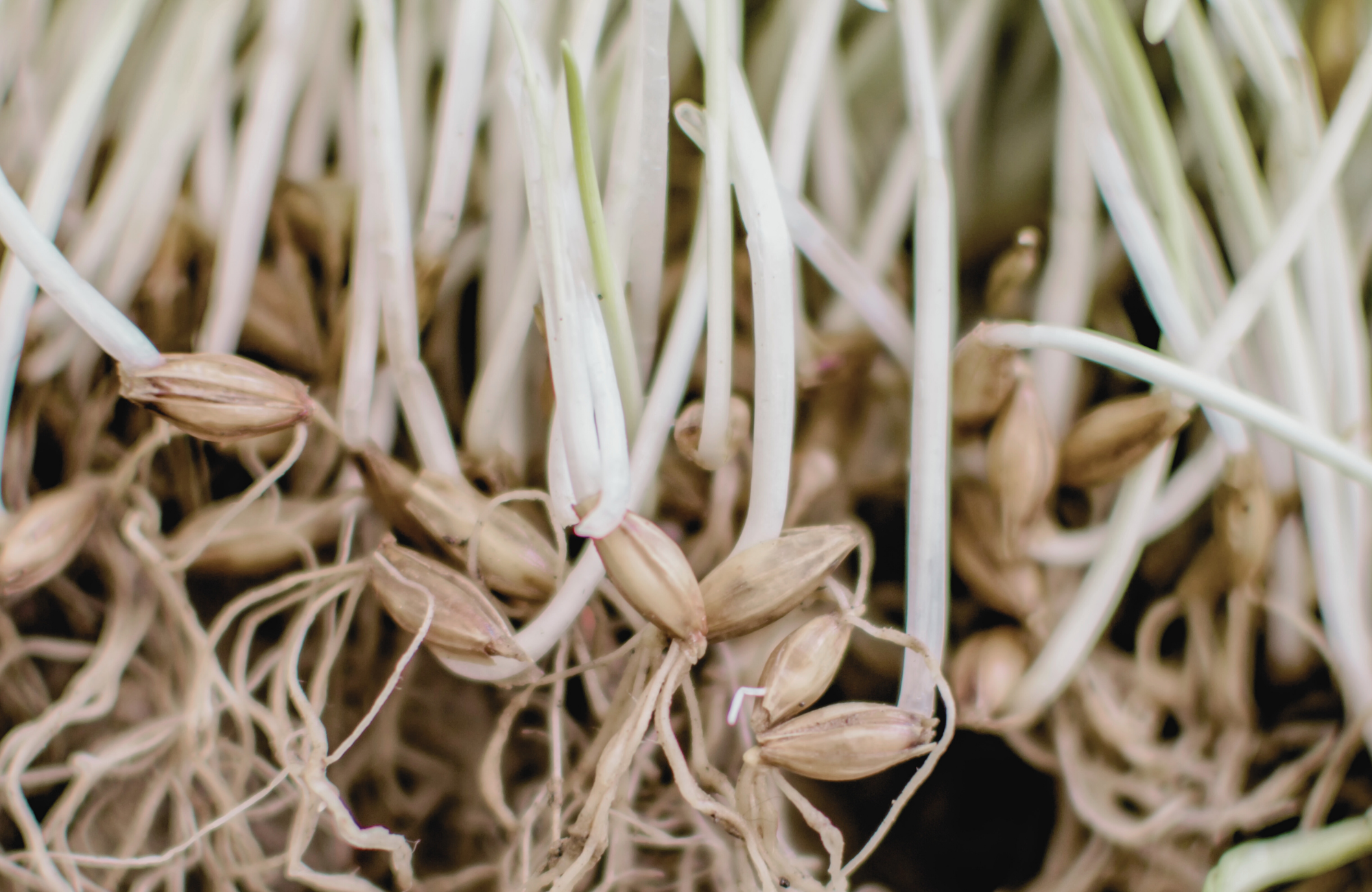 barley seed sprouting