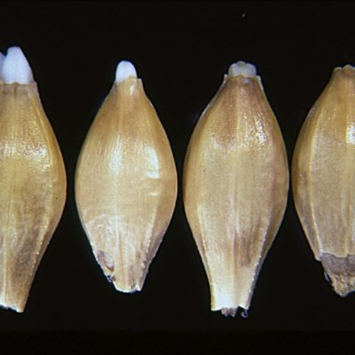 Chit Examples from CGC, Grains Research Laboratory