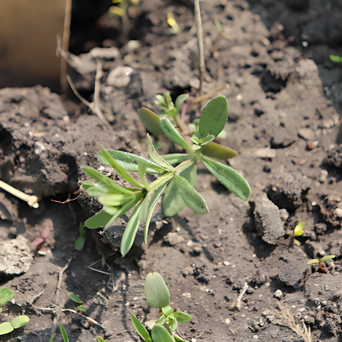 Figure 3: Example of young Cleavers plant. Cleavers is an example of a winter annual. (Photo credit: Manitoba Crop Alliance)