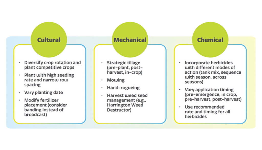 Figure 5: Integrated weed management incorporates cultural, mechanical and chemical control practices to manage weeds. These are just some of the possibilities.