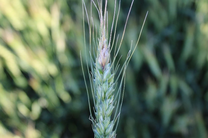 Figure 1. Wheat Head with fusarium head blight (photo credit: Manitoba Crop Alliance)