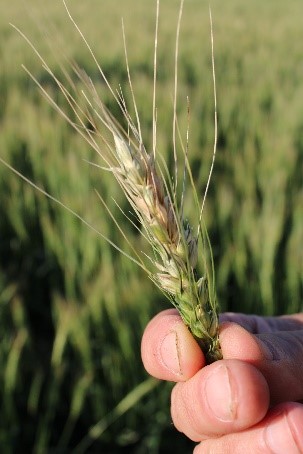 Fusarium Head Blight in wheat