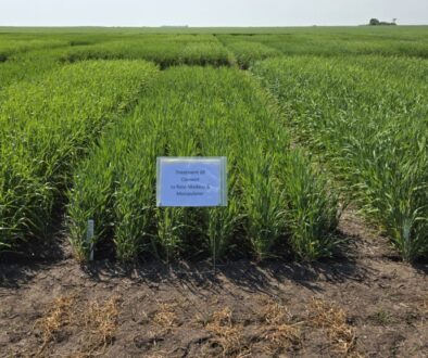 barley plots with treatment of Manipulator PGR