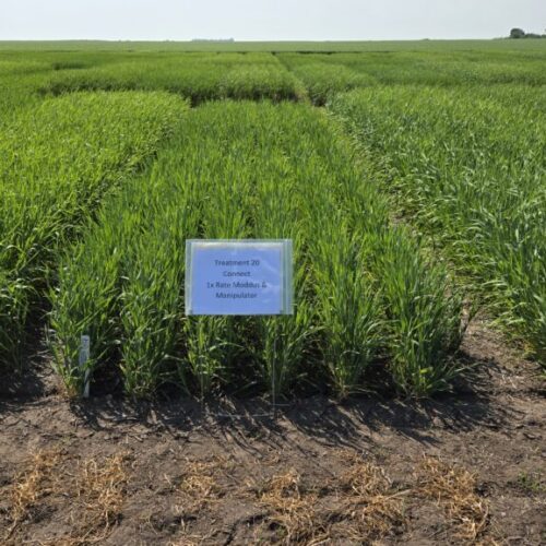 barley-plot-treatment-manipulator-pgr barley plots with treatment of Manipulator PGR