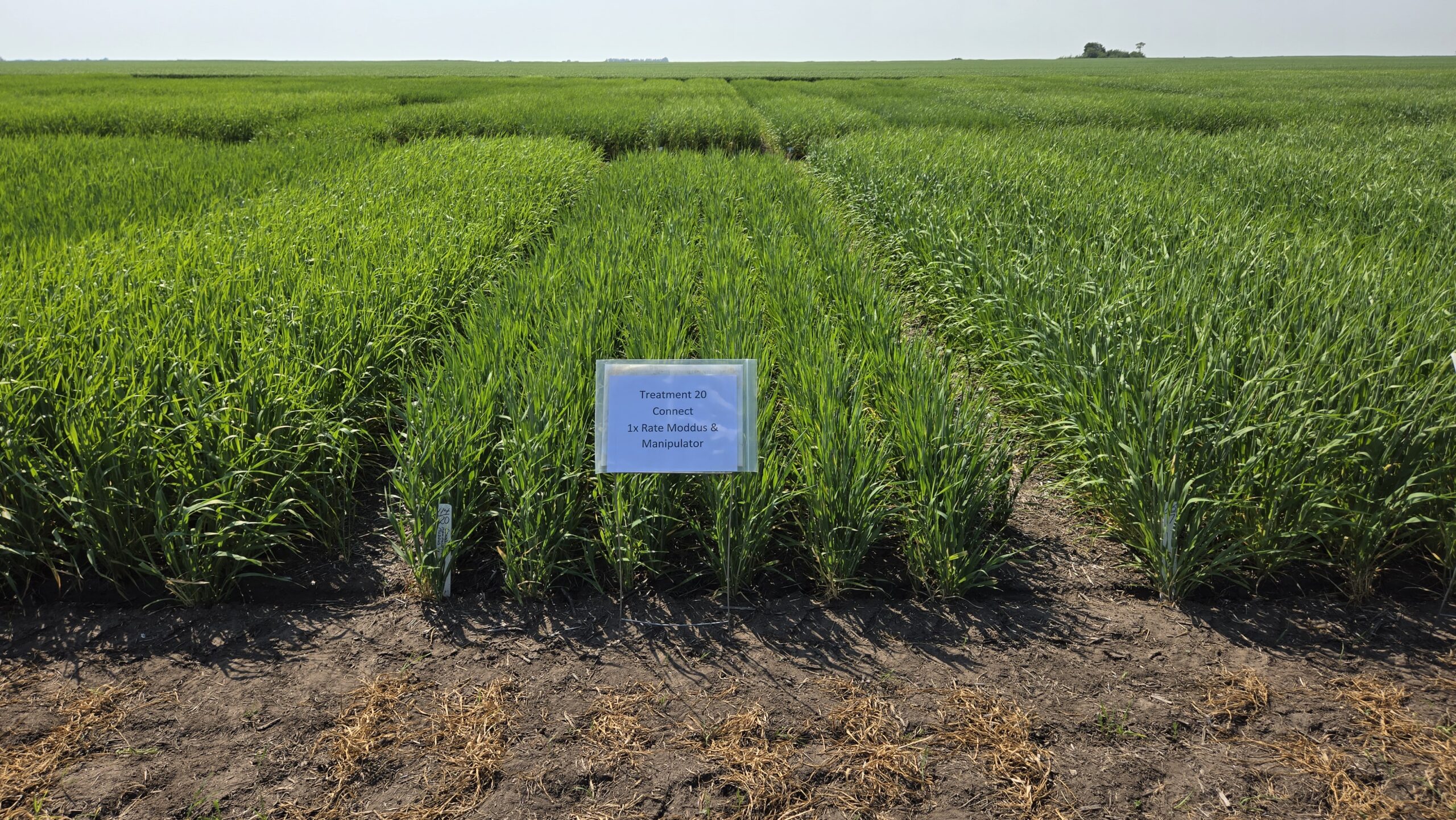 barley plots with treatment of Manipulator PGR