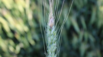 fusarium head blight in barley