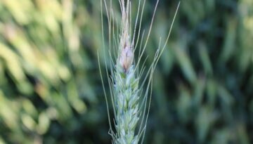 fusarium head blight in barley